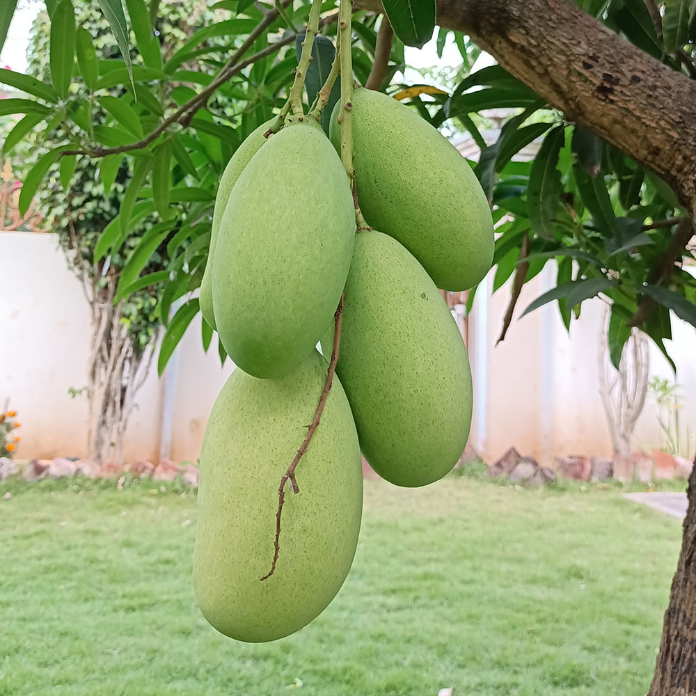 mallika-mango-on-tree