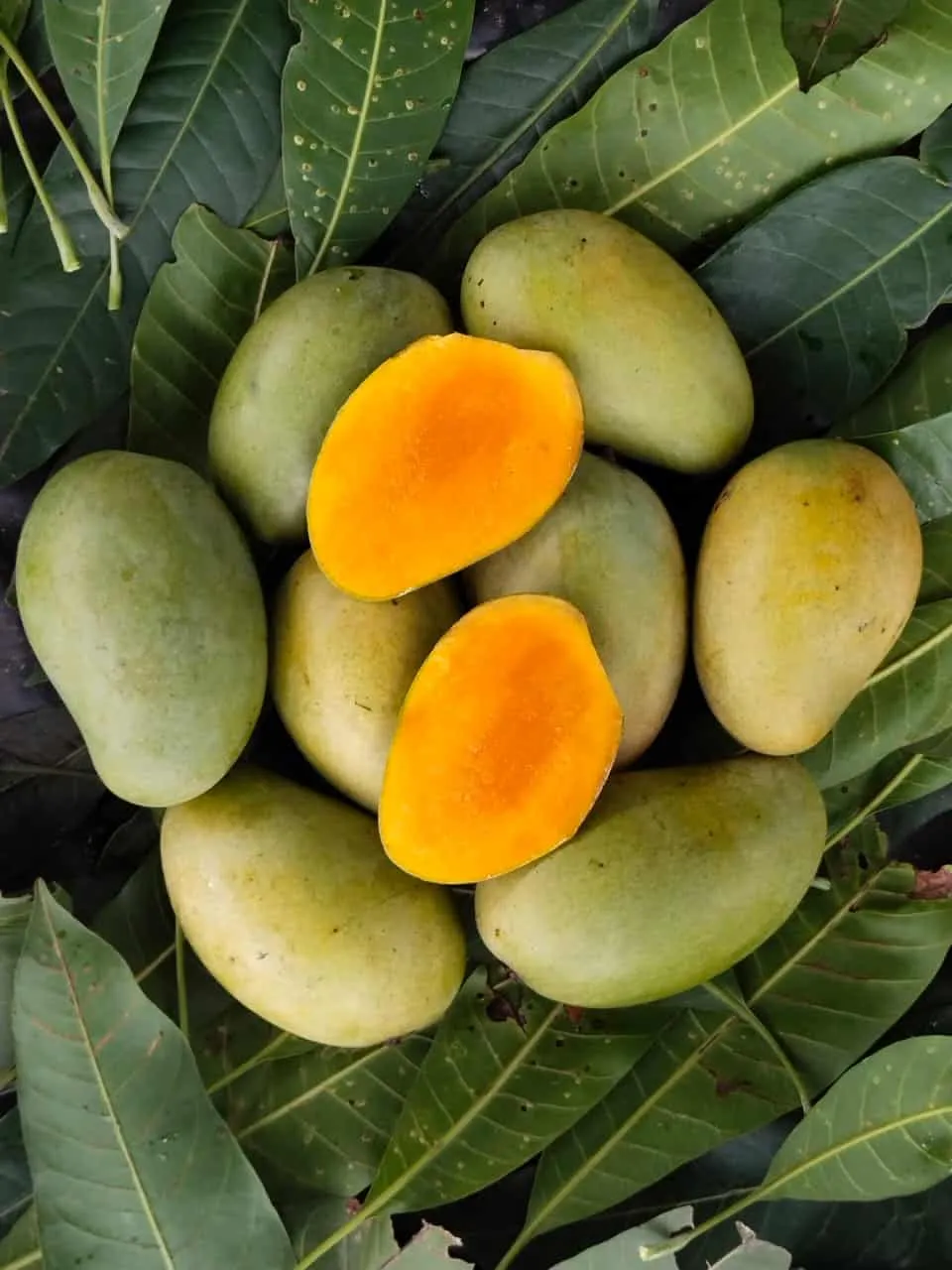 mango-2