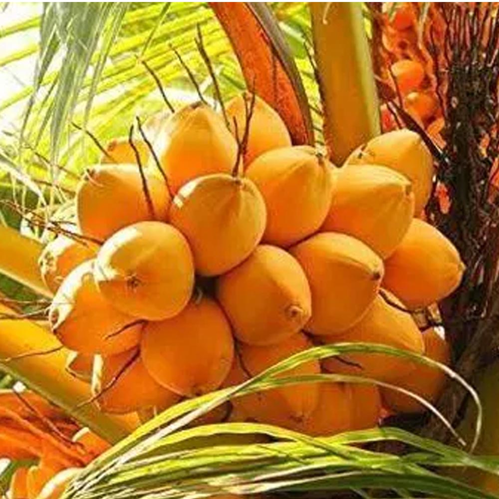 mrfarmer-coconut-orange-dwarf