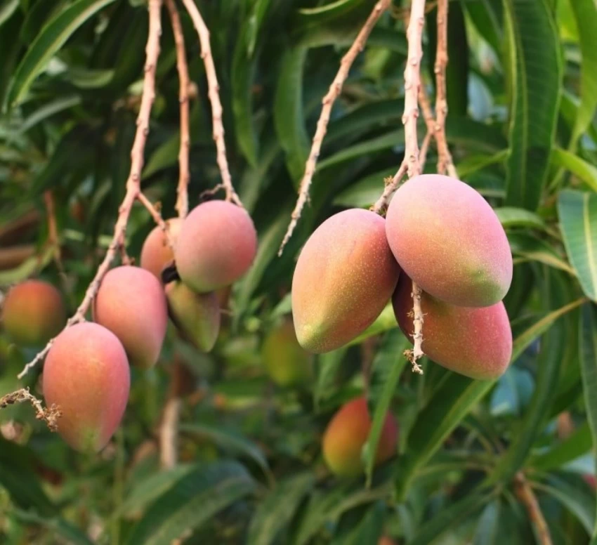 no-perennial-yes-s-ango-fruit-live-plant-amrapali-small-1-grow-original-imahypegut93yhzr