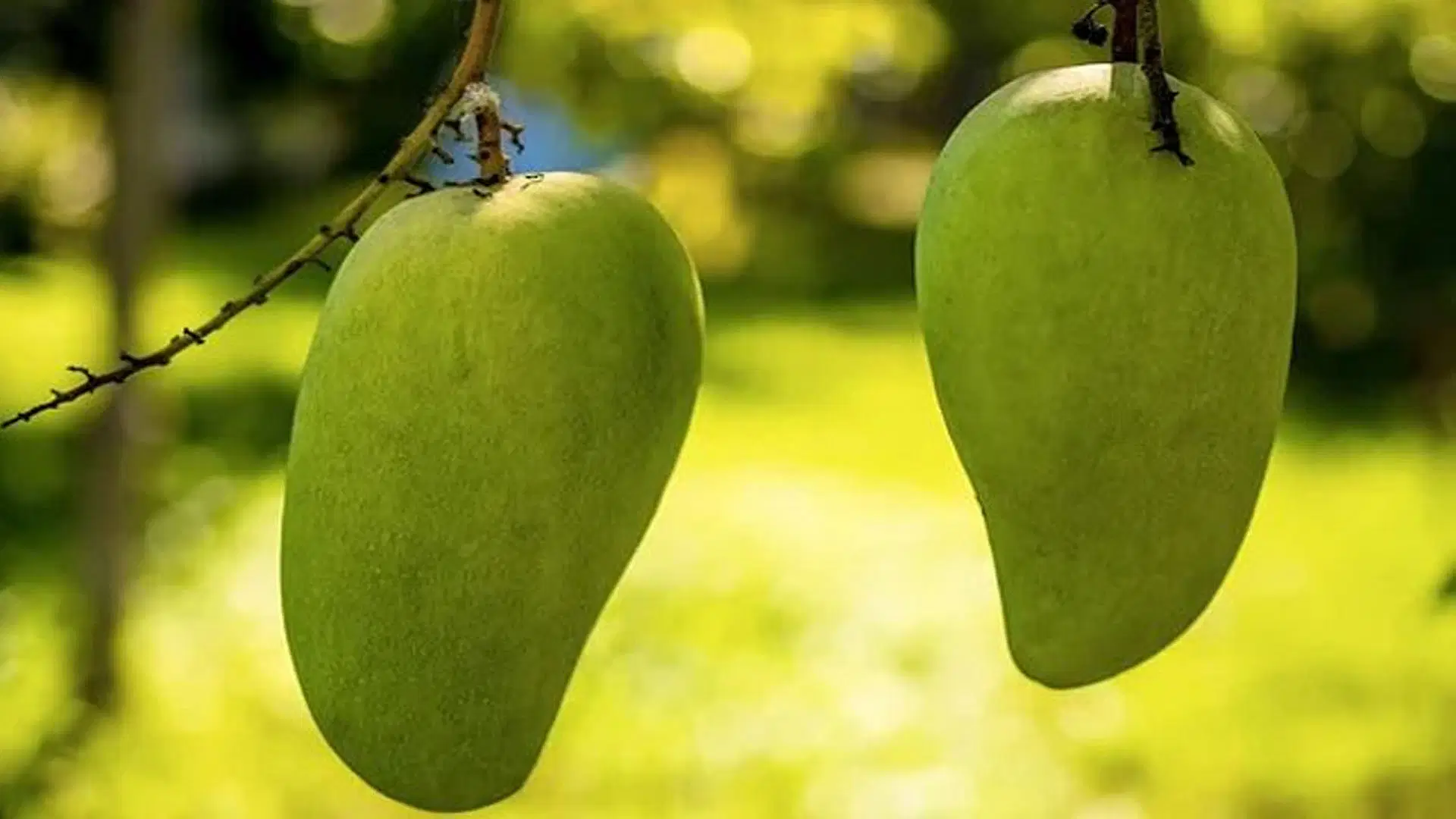 noorjahan-mango_1652071291