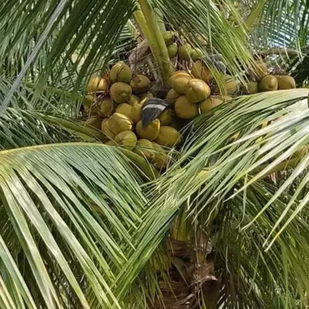 pollachi-tall-wct-coconut-seedling