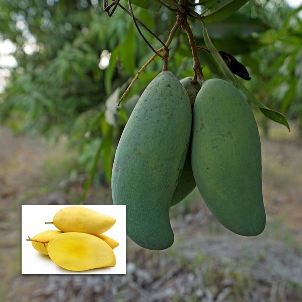 Mango Thai Kujai Qjai Variety Grafted Aam Fruit Live Plants & Tree(1.5-3 Feet Size)