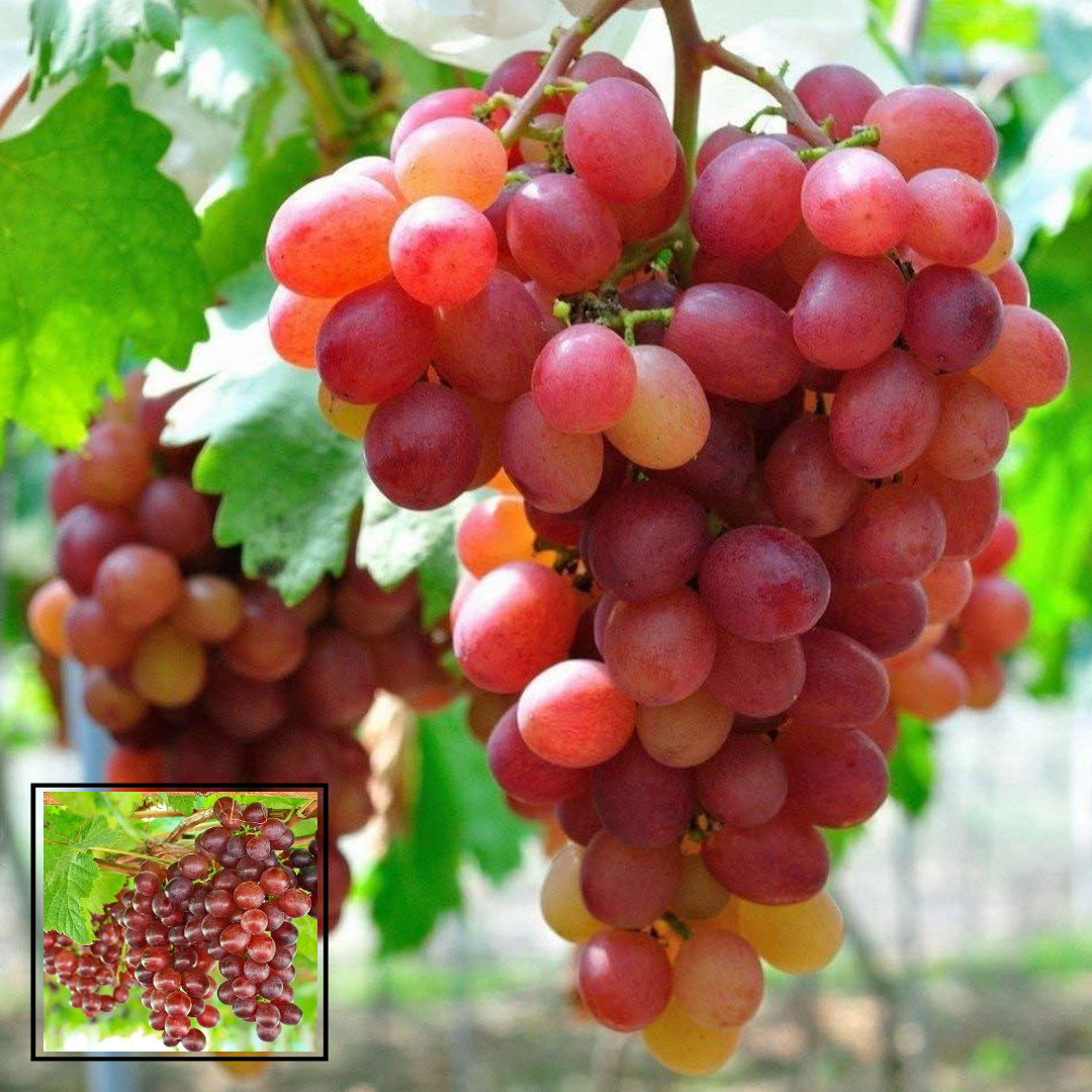 Sweet Seedless Red Grape,Lal Angoor (Air Layered/Guti Kolom) Live Plant Hybrid Big Size Special Variety